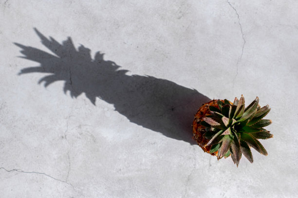 混凝土表面的菠萝图片下载