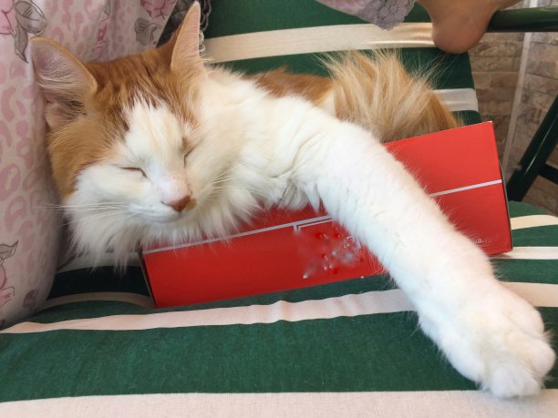 一盒猫图片下载