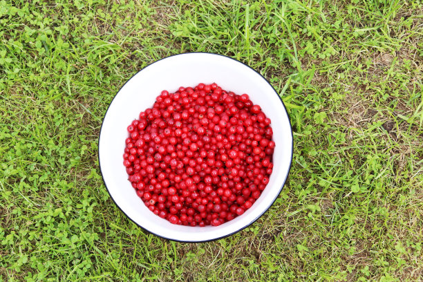 红醋栗在碗中收获图片下载