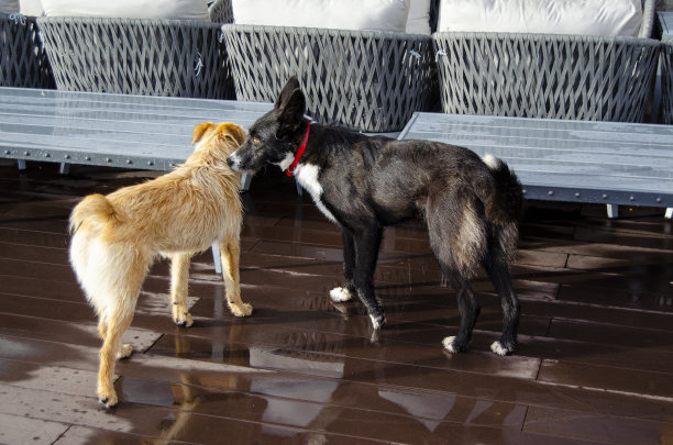 暴雨后，两只狗在甲板上图片下载