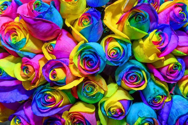 玫瑰花蕾的花背景。丰富多彩。设计。关闭了。图片下载