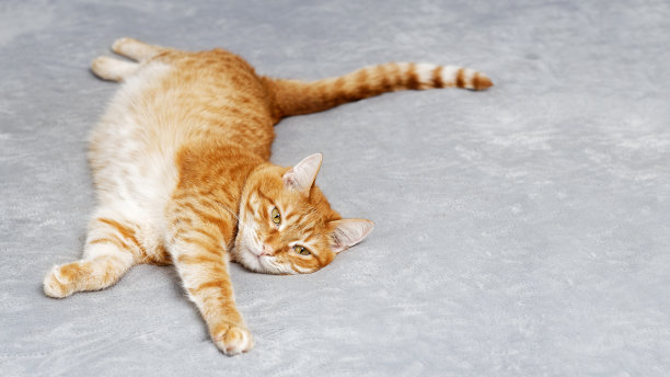 一张红猫伸开爪子躺在床上的画像。浅的焦点。Copyspace。图片下载