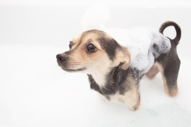 洗狗。一位女士在浴缸里用泡沫给一只小狗洗澡图片下载