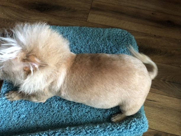 狮子狗图片下载