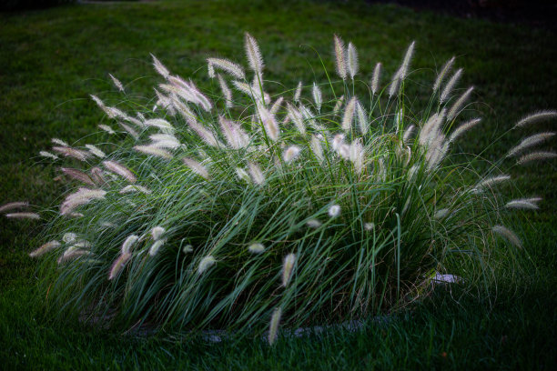一丛长而干的草被早晨的太阳照亮了图片下载