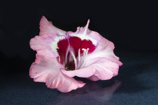 美丽的剑兰在桌子上沉思。图片下载