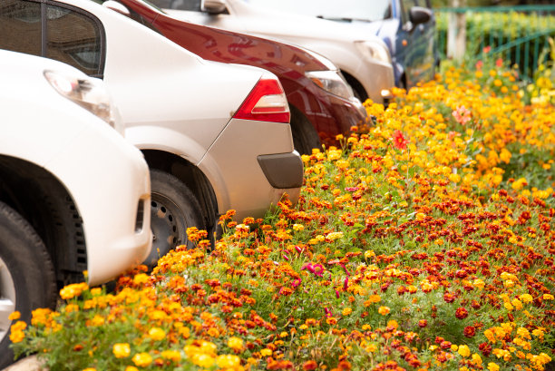 秋天的一天，院子里停着汽车。美丽的花朵。图片下载