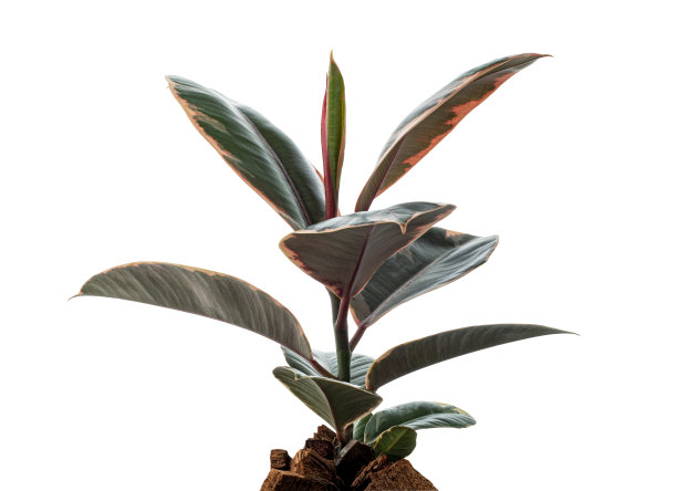 斑驳的印度橡胶植物孤立在白色背景与修剪路径图片下载