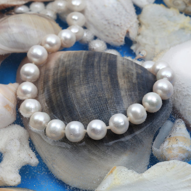 白色珍珠项链上的海洋贝壳背景图片下载