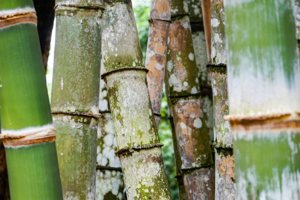 竹墙纸绿色图片下载