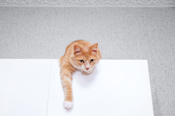 这只姜黄色的猫躺在天花板下的橱柜上。图片下载