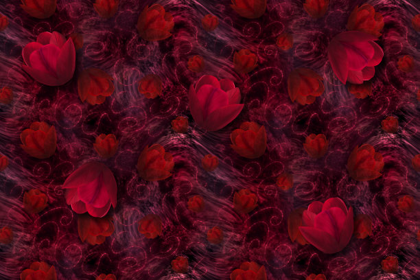 无缝的深红色背景与红色郁金香图片下载