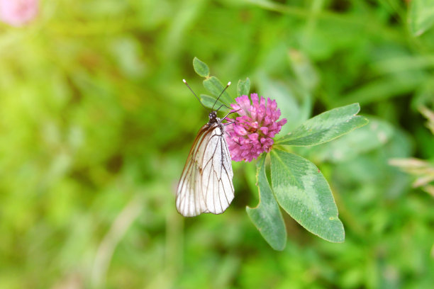 夏天，小白黑脉的卷心菜蝴蝶在粉红色的三叶草花上休息。春天的景观有开花的草地和很少的野生动物。图片下载