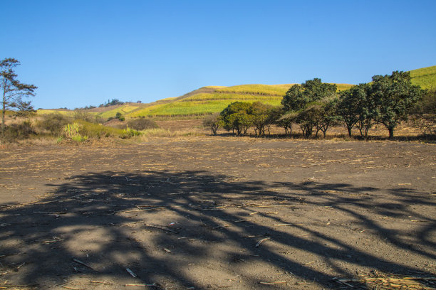四周是甘蔗树的干燥空地图片下载