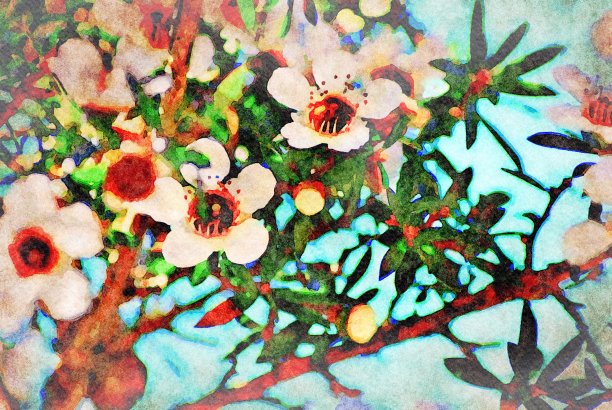 新西兰茶树水彩画图片下载