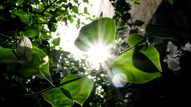 阳光穿过树叶图片下载