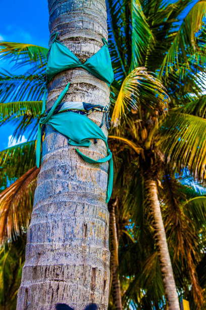 棕榈树穿着泳衣图片下载