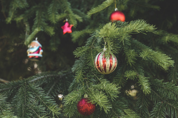 挂在树枝上的圣诞球。图片下载