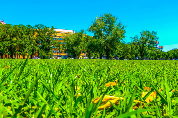 从地面看，草地图片下载