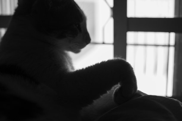 黑白相间的猫。图片下载