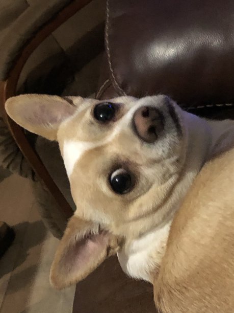 困惑的小狗图片下载