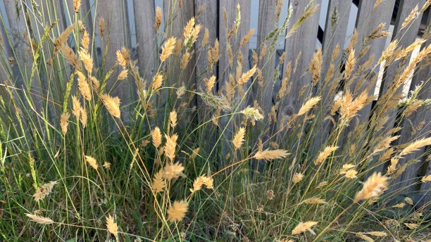 博胡斯伦图片下载