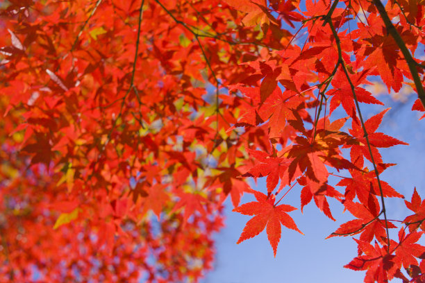 秋天的落叶图片下载