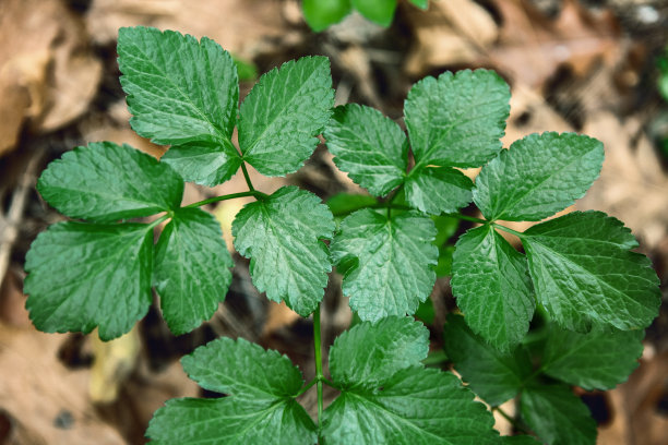 绿叶背景图片下载