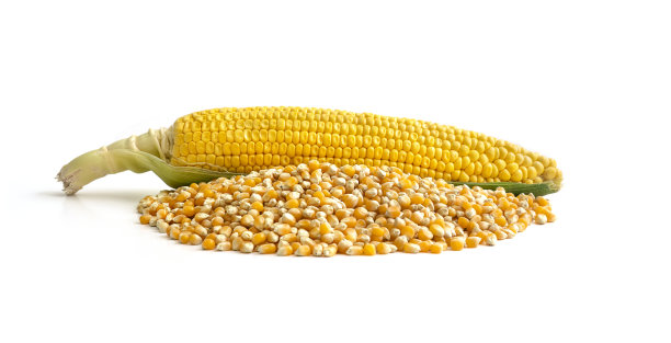 玉米孤立在白色背景上图片下载