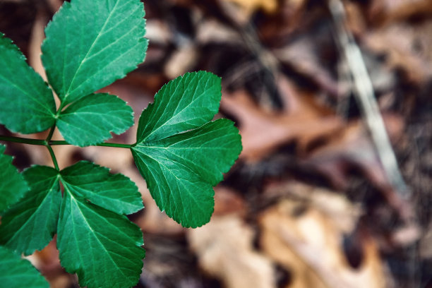 绿叶背景图片下载