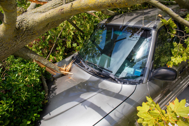 暴风雨中一棵树砸在一辆汽车上图片下载