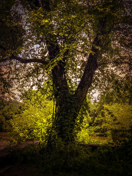 树魔法-气氛情绪图片下载