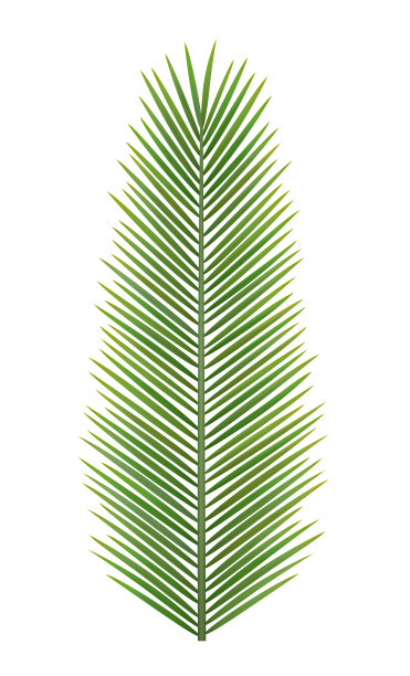 热带棕榈叶的叶，俯视图图片下载