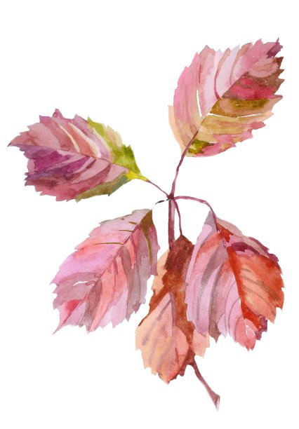 水彩秋叶孤立的白色插图。图片下载