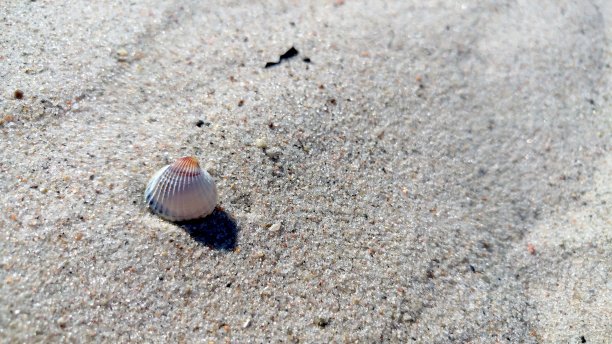 一个贝壳躺在沙滩的沙子里图片下载