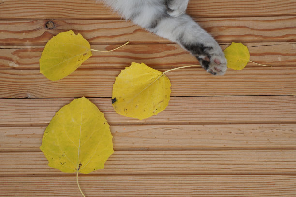 顶视图颜色秋天的叶子在木制背景与复制空间在最小的风格，模板的字母，图片下载