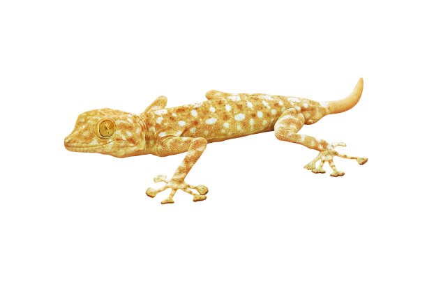 白色背景上的壁虎图片下载