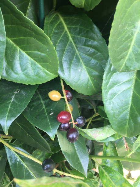 小水果图片下载