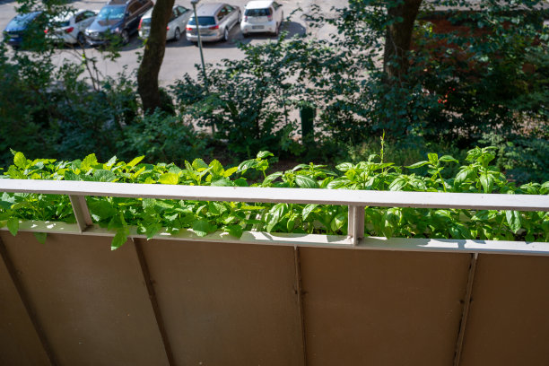 特写新鲜的罗勒叶图片下载