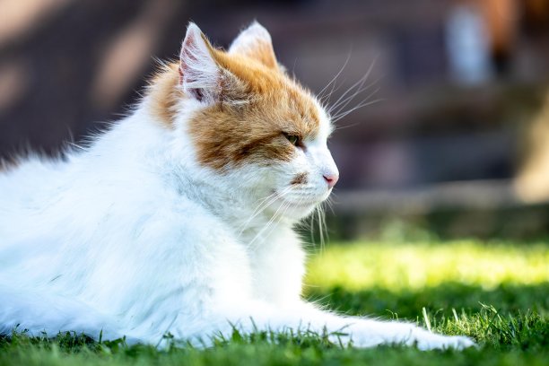 猫躺侧像图片下载