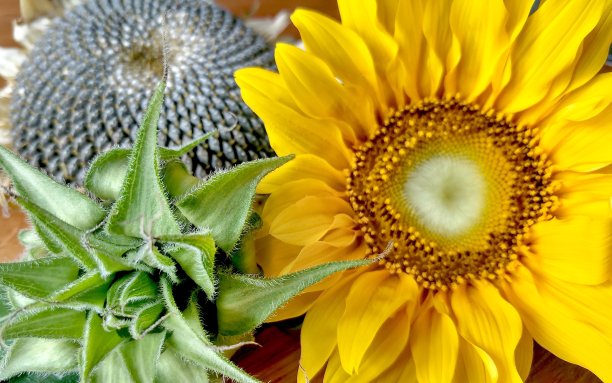 向日葵在三个不同阶段的开花(1。关闭,绿色的花;2. 开放的、黄色的花;3.没有花瓣却有葵花籽)图片下载