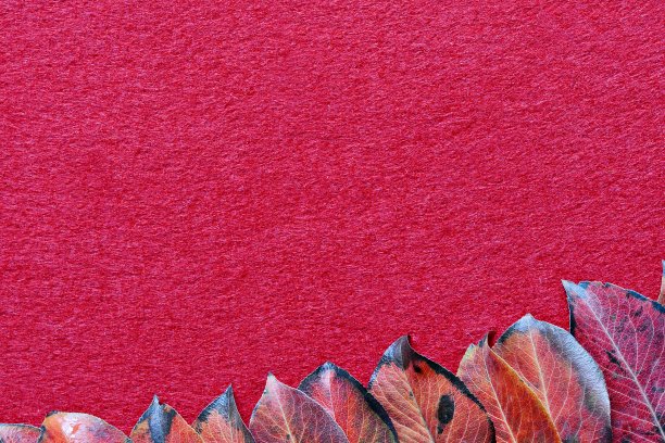 秋叶上的红色背景与地方文字，复制空间图片下载