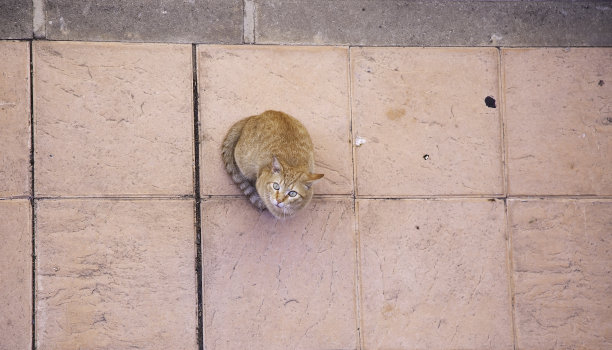 废弃的街猫图片下载