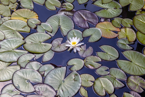 俯视图的荷花与白色的花在一个池塘在夏天。图片下载