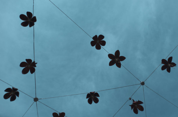 室外的花朵图案与天空相映衬图片下载