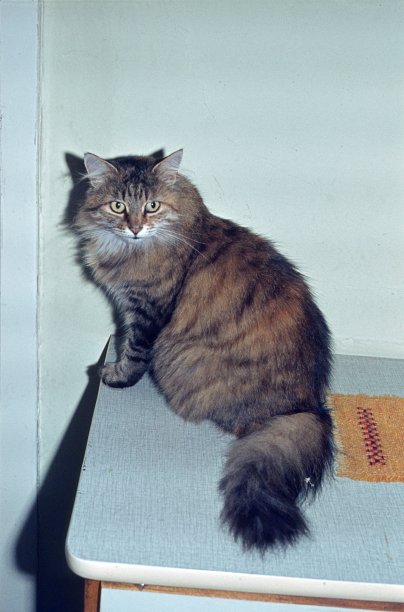 厨房桌子上的家猫图片下载