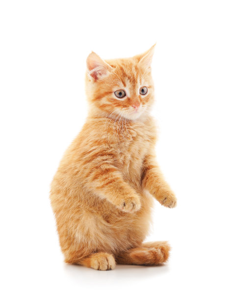 小红猫。图片下载