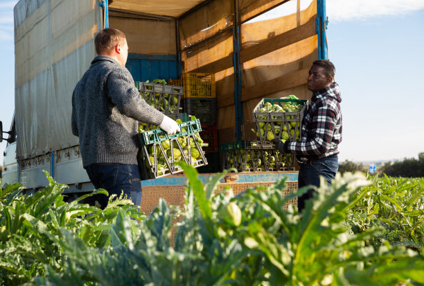 两名工人将洋蓟装入卡车图片下载