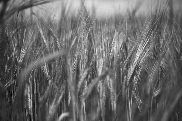 有胡子的大麦图片下载