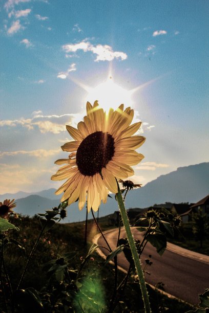 向日葵在科罗拉多州图片下载